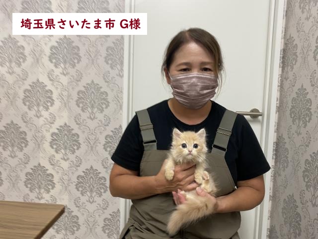 短足マンチカン