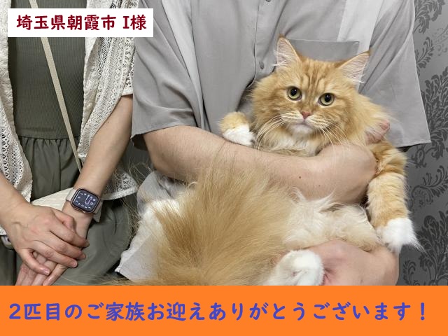 サイベリアン