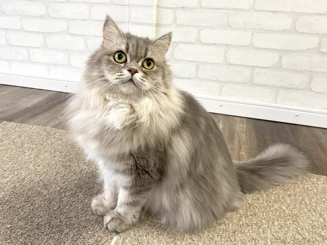 サイベリアン【猫アレルギーフリー】 チェルシーちゃん