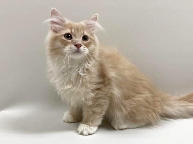 サイベリアン【猫アレルギーフリー】 ネロ君