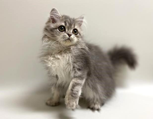 サイベリアン【猫アレルギーフリー】 チェルシーちゃん