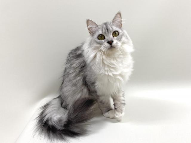 サイベリアン【猫アレルギーフリー】 リンちゃん
