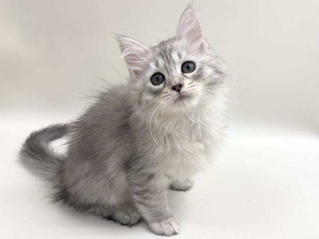 サイベリアン【猫アレルギーフリー】 レン君