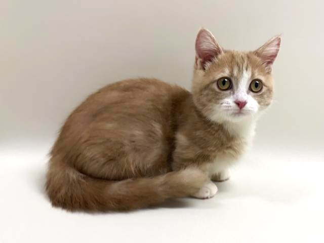 短足マンチカン(極短)