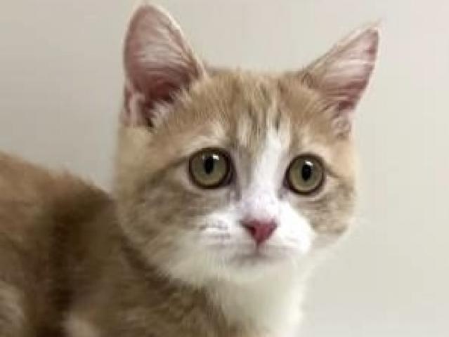 短足マンチカン(極短)