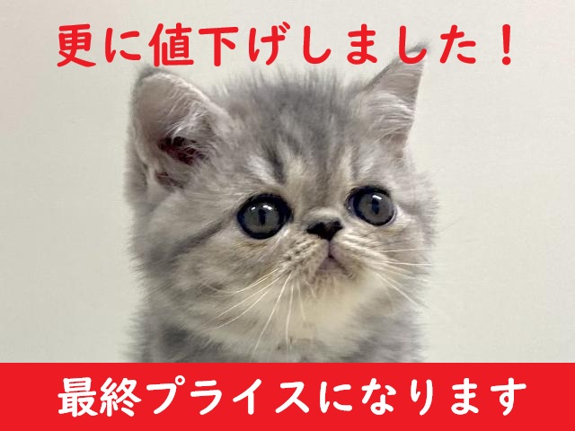 エキゾチックショートヘア