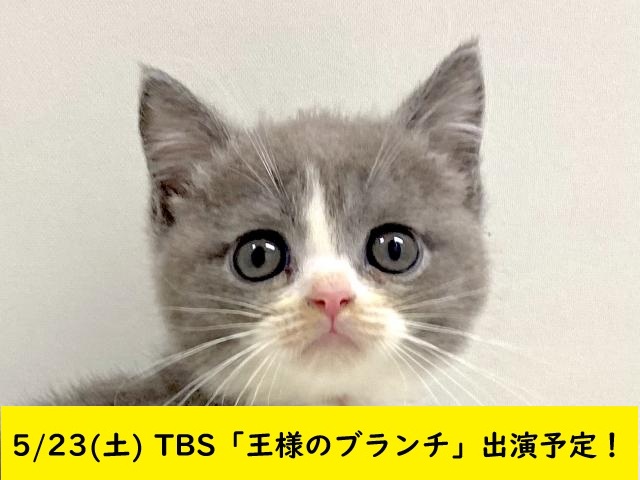 ブリティッシュショートヘアー
