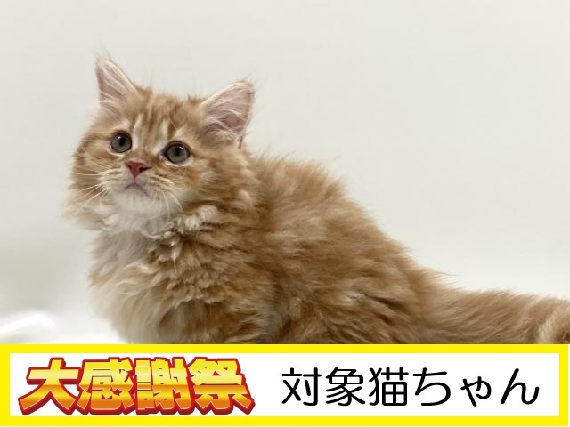 ミヌエット 短足(極短)