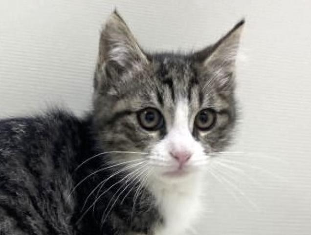 ミックス猫(雑種)