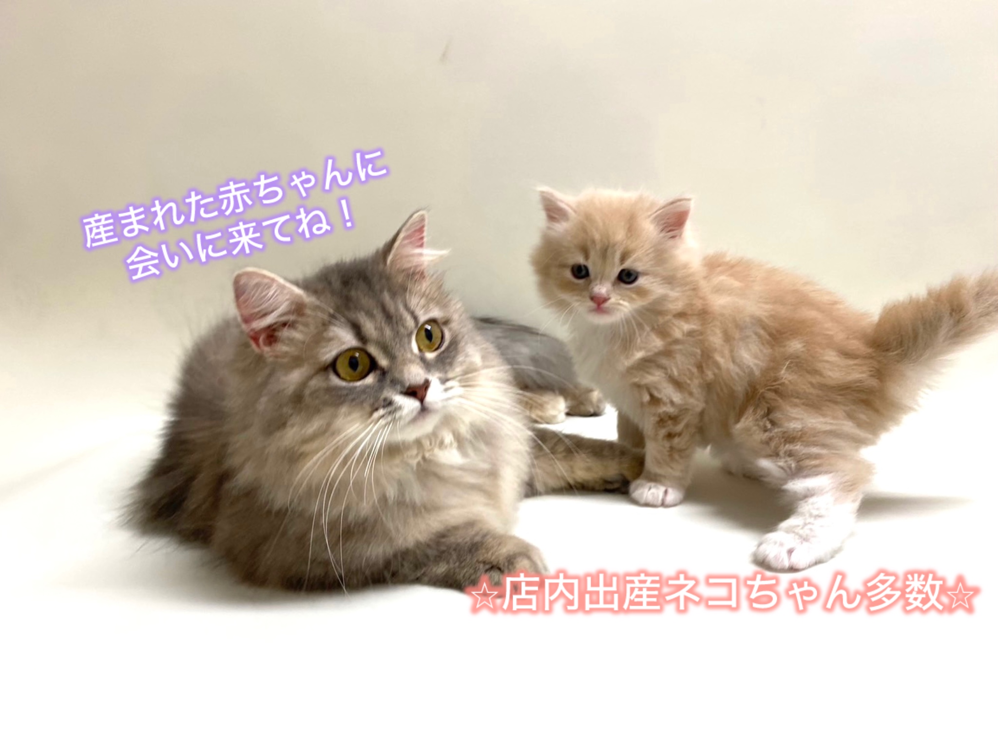 ねこ 荒川西尾久の地域猫を撮る | Tokyo Night View