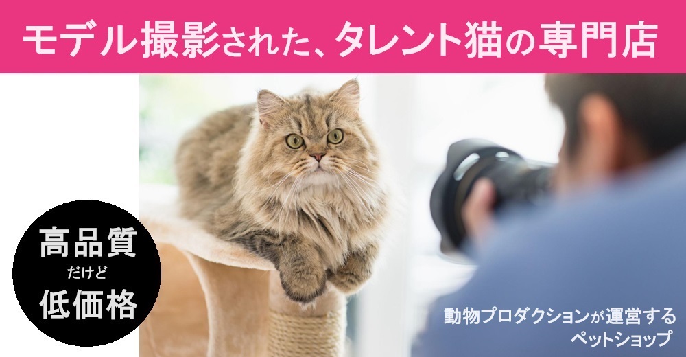 ペット トップ レンタル 猫