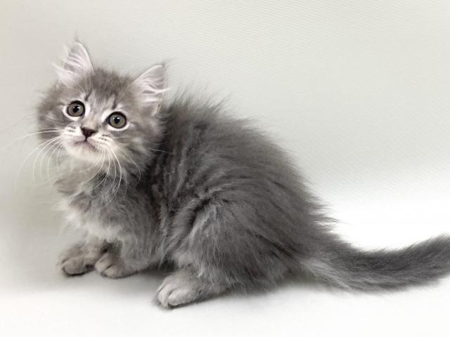 ねこ 招き猫 8寸 / 小田人形 – 京都の伝統工芸品の通販サイトはMOCAD
